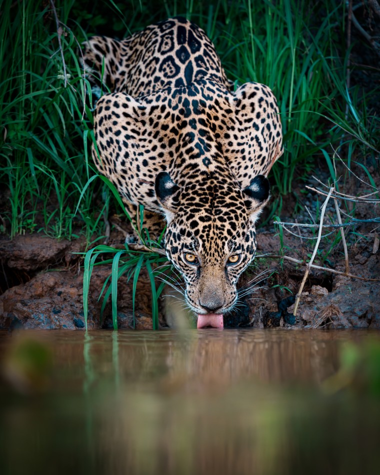Zawsze czujny. Dla każdego zwierzęcia moment pochylenia głowy do wodopoju to chwila największej taktycznej wrażliwości. Choć jaguar jest niekwestionowanym władcą Pantanalu, pierwotny instynkt nie pozwala mu na całkowite rozluźnienie w takiej po