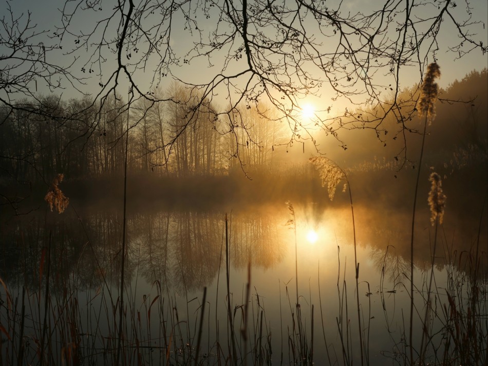 Poranek nad stawem. . Zdjęcie 339704