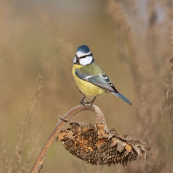 Sikorka na stołówce