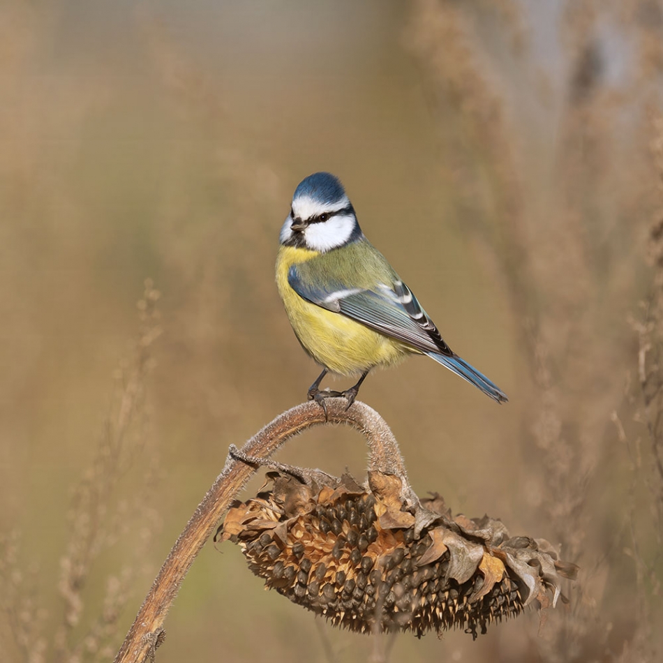 Sikorka na stołówce. . Zdjęcie 336835