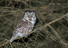 nocny łowca