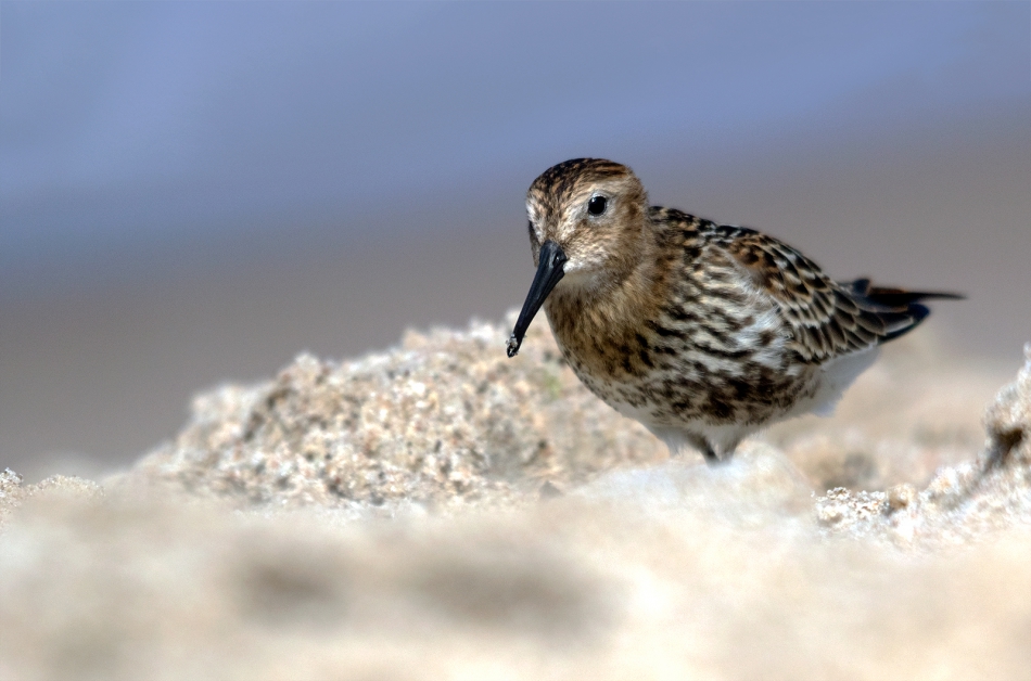 roman53 - Biegus zmienny. . Zdjęcie 308324