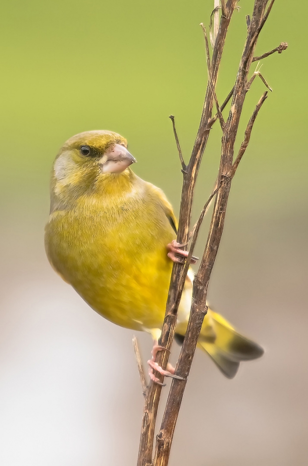 roman53 - . . Zdjęcie 300402