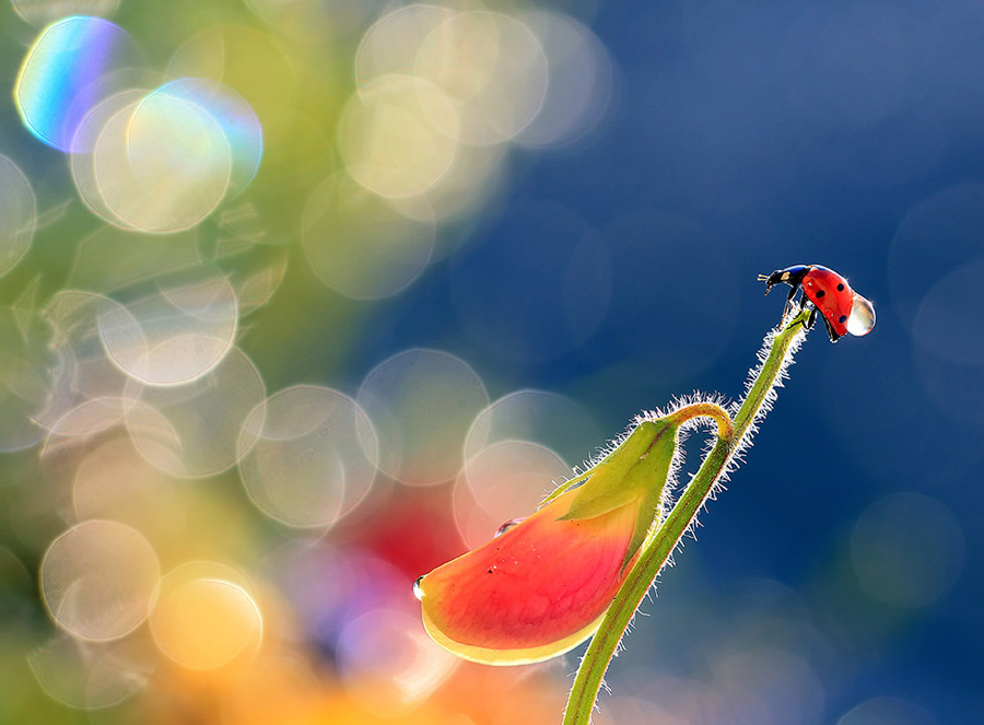 bluejeans -  Czas by odlecieć. . Zdjęcie 108659