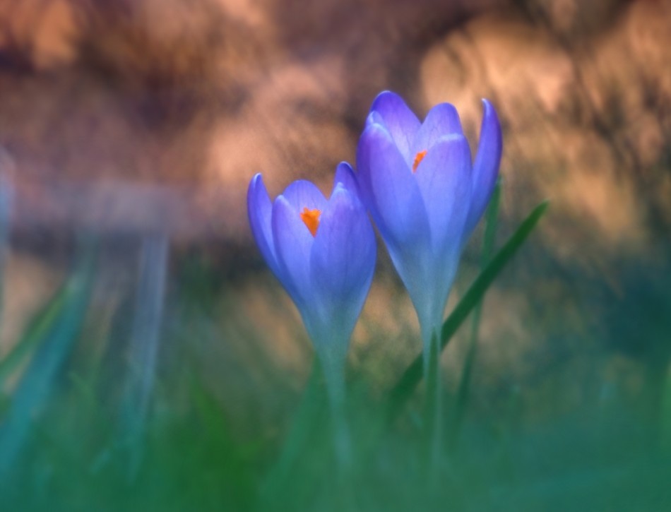   krokusy  . . Zdjęcie 339489