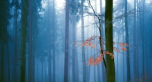 A Secret Place