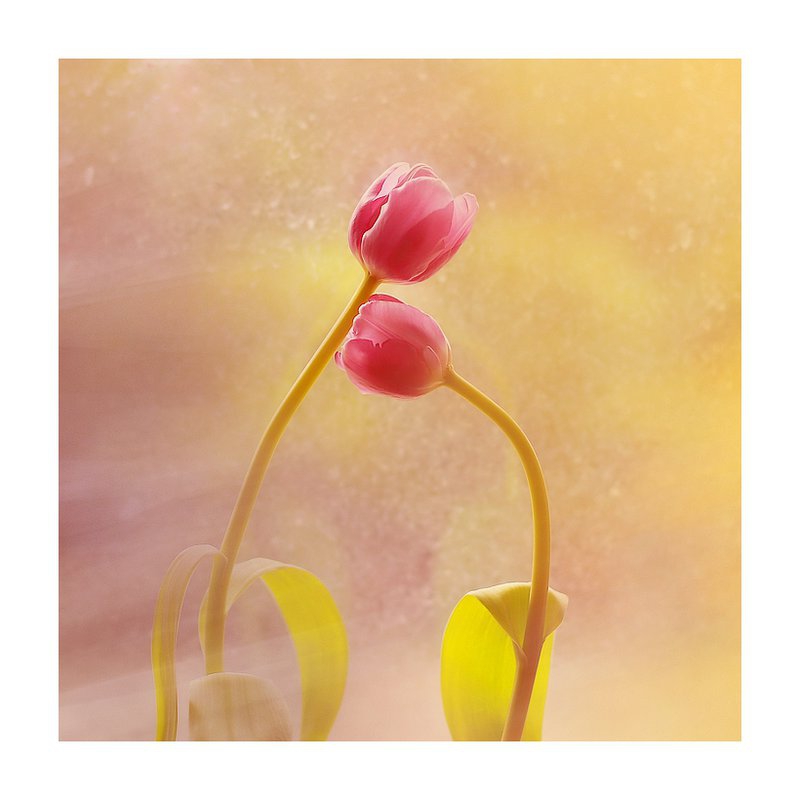 madalia - Tulinki.... . Zdjęcie 148144