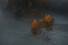 Days of Autumn Trees III