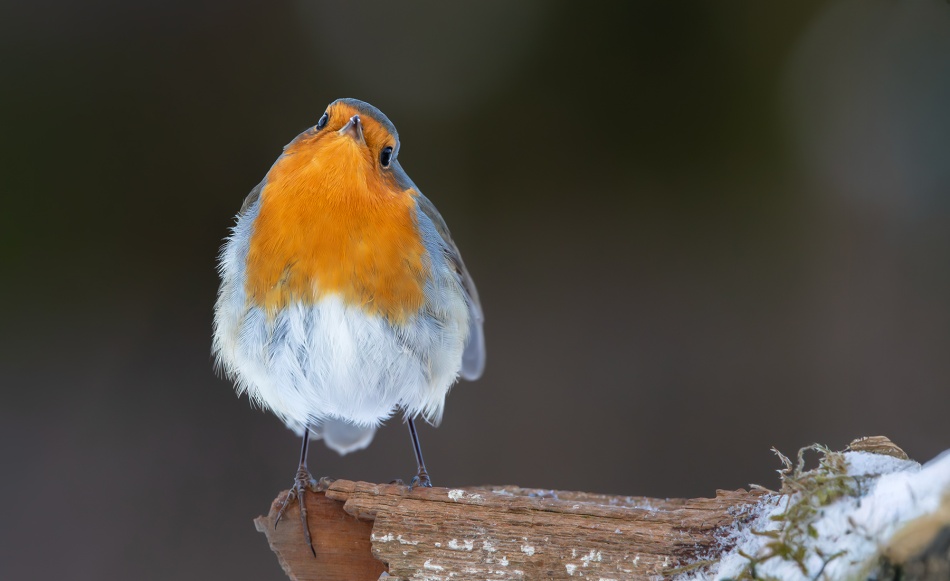 Rudzik. . Zdjęcie 337467