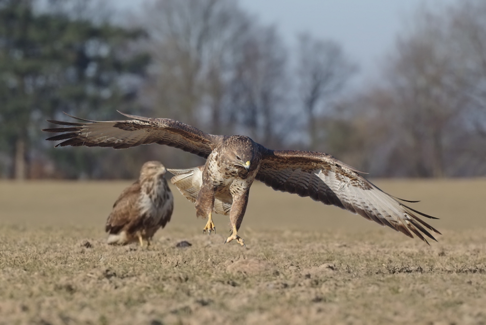 przyb - . . Zdjęcie 188947