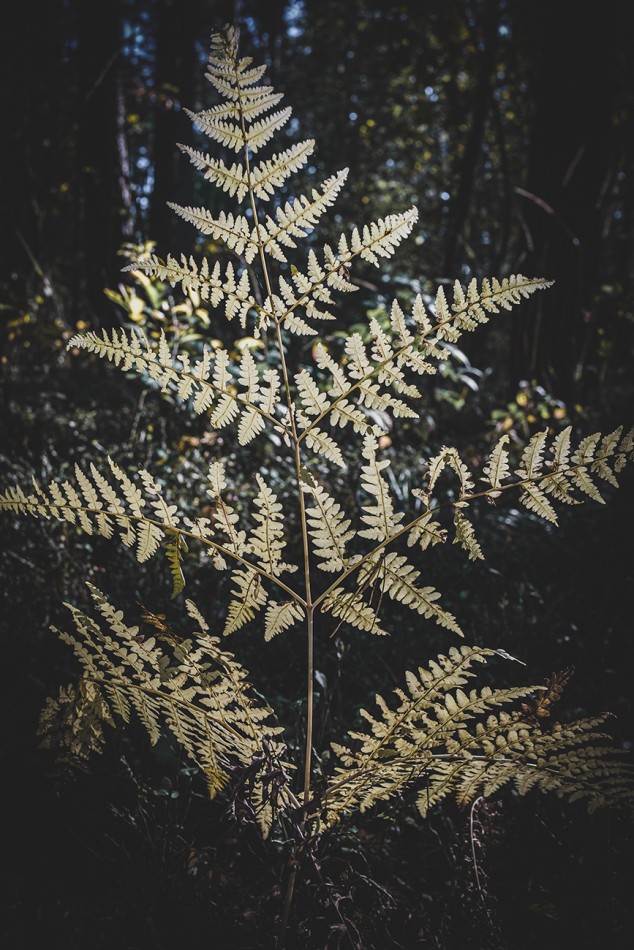 Złota paproć w lesie. . Zdjęcie 339246