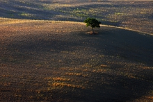 Albero