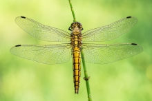 Orthetrum cancellatum