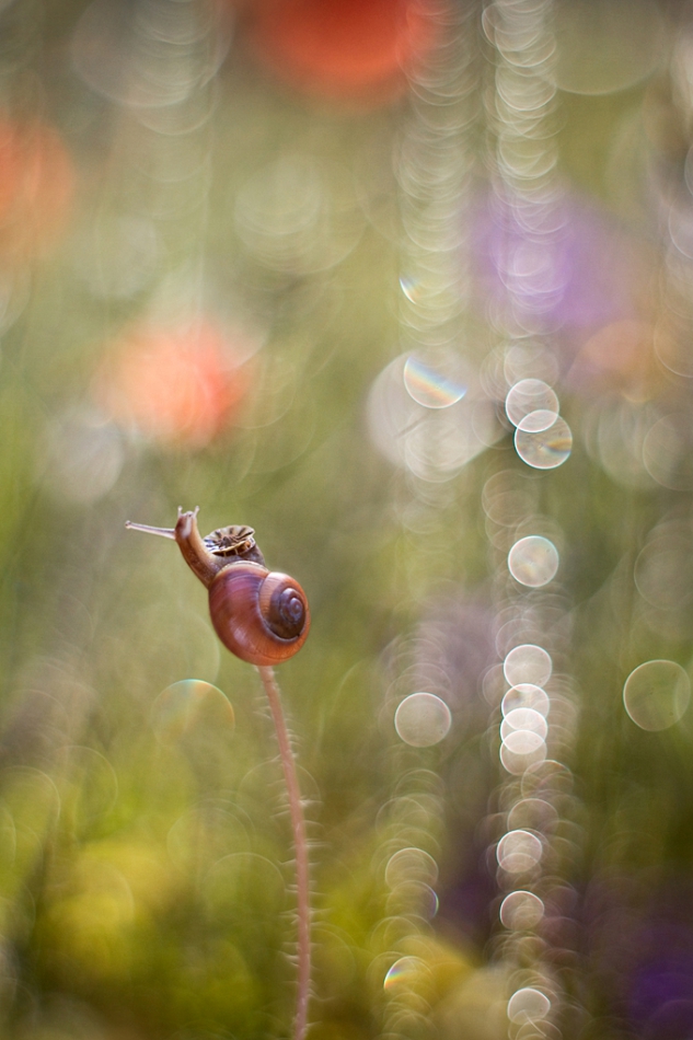 agnez - . PE . Zdjęcie 222739