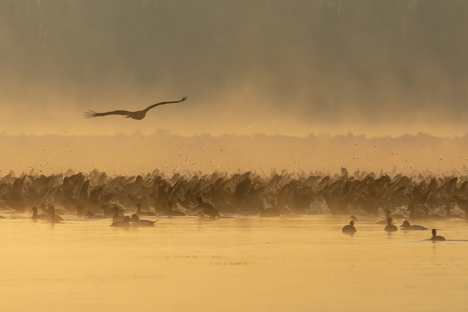 I.2026. . Zdjęcie 338607