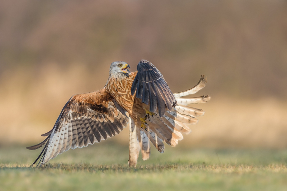 raftik - Kania Ruda, Red Kite (Milvus milvus)  . . Zdjęcie 235338