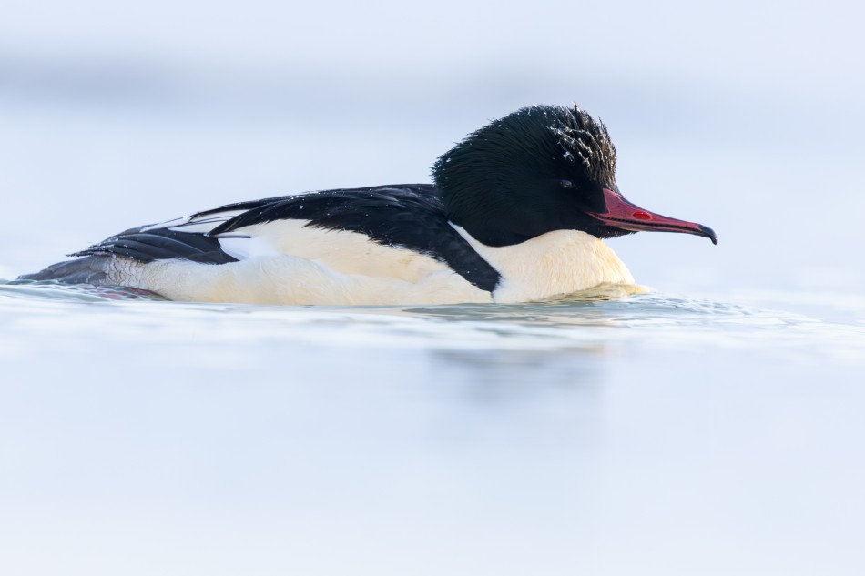 Nurogęś. Samiec -17 stopni Celsjusza. Zdjęcie 338569