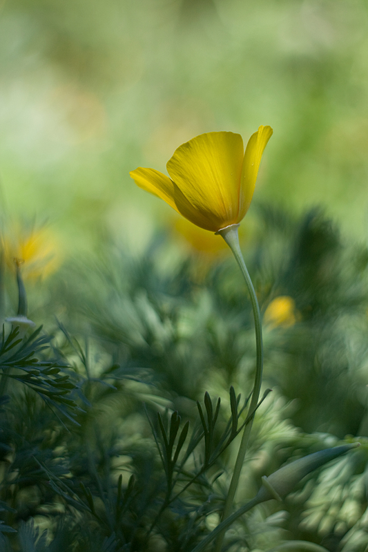 agnez - Eszolcja kalifornijska. Pentacon 50/1.8. Zdjęcie 126147