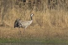 Grus grus