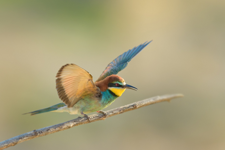raftik - Żołna, European Bee-eater (Merops apiaster) ... 2021r. . Zdjęcie 290012