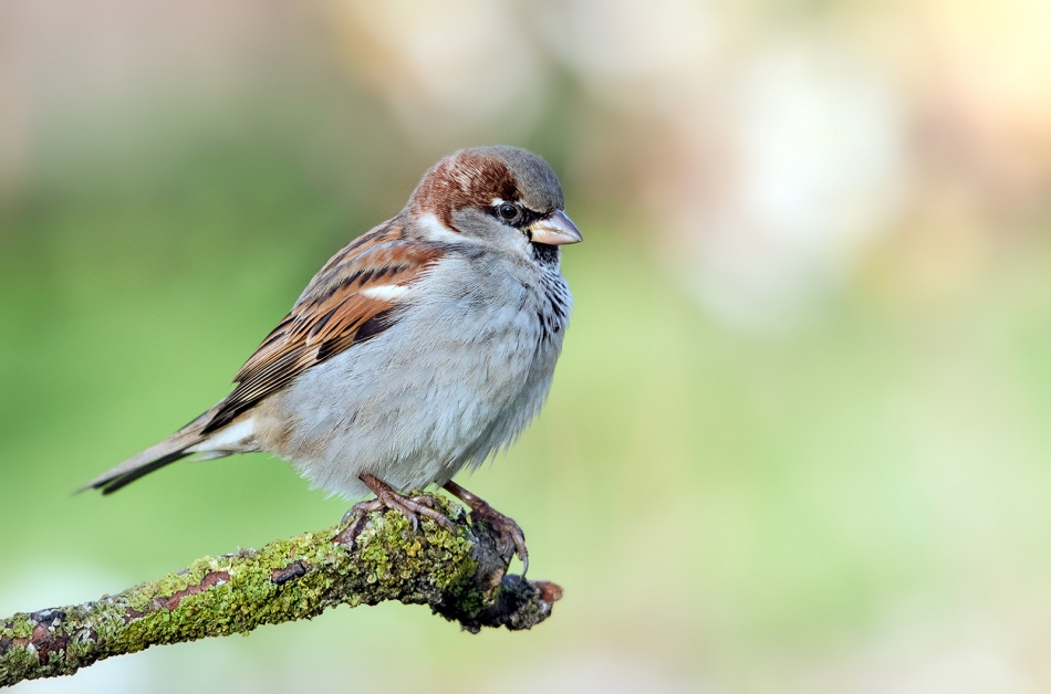 roman53 - . . Zdjęcie 303289