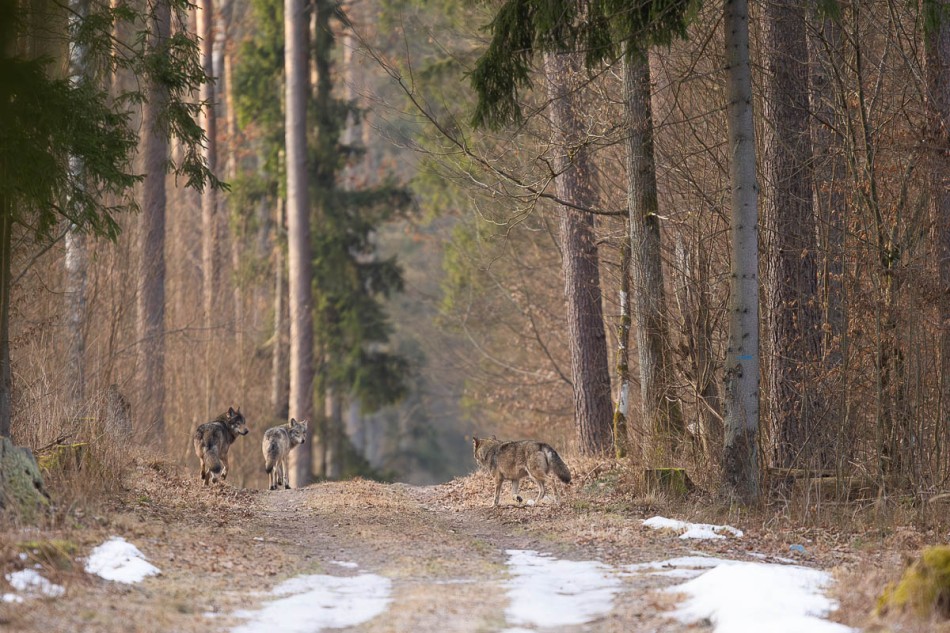 Wilki . . Zdjęcie 339460