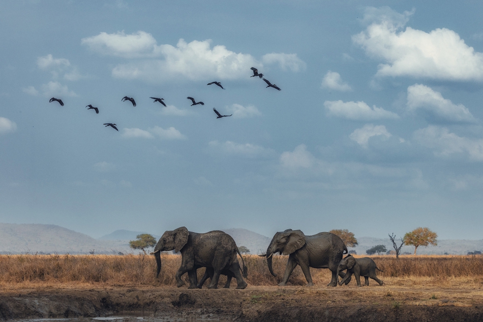 samurajgrzes - . Słonie udające się do wodopoju. Tanzania. Zdjęcie 318230