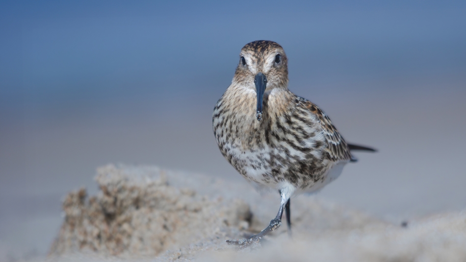 Biegus zmienny. . Zdjęcie 336759