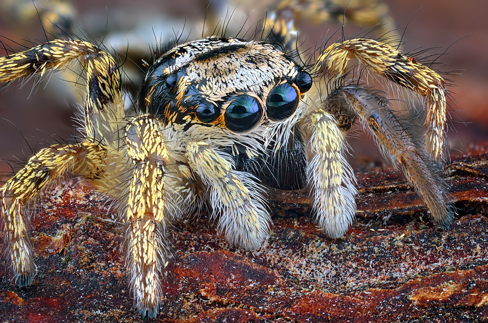 irass - Salticus scenicus.. . Zdjęcie 95886