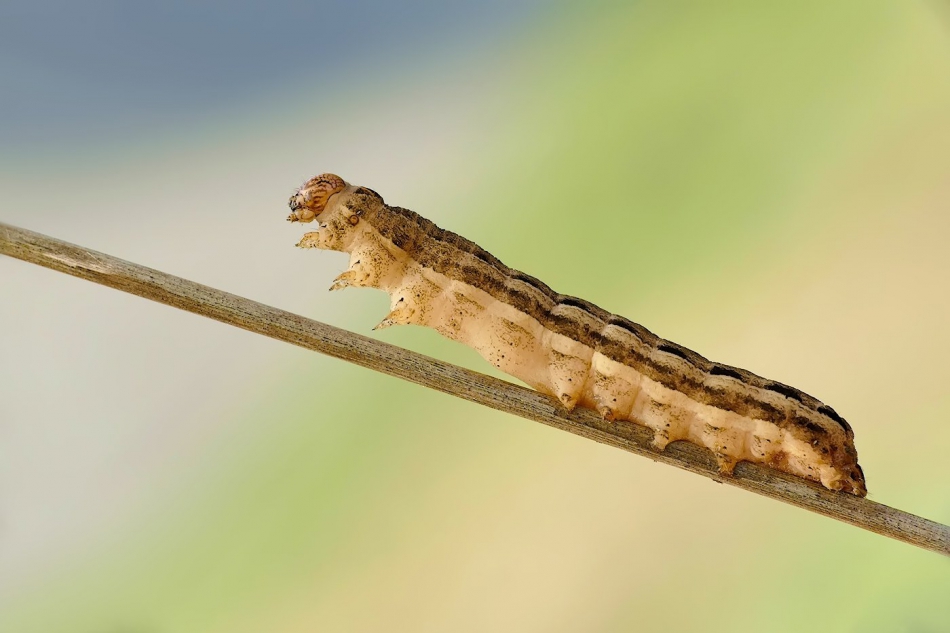 keni - Spodoptera exigua. . Zdjęcie 314090