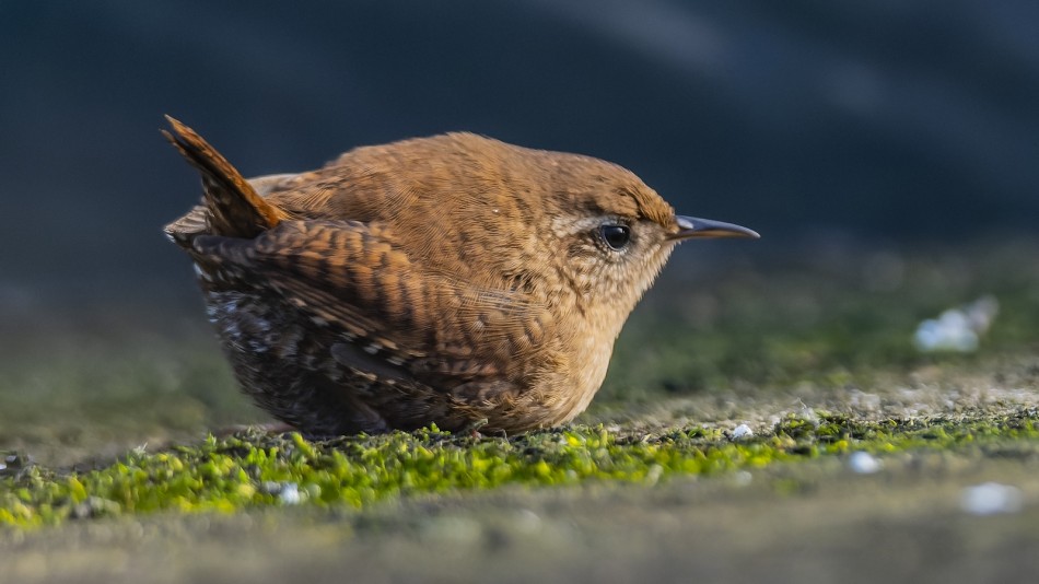 Nad rzeczką. Strzyżyk zaprasza na PE :). Zdjęcie 338513
