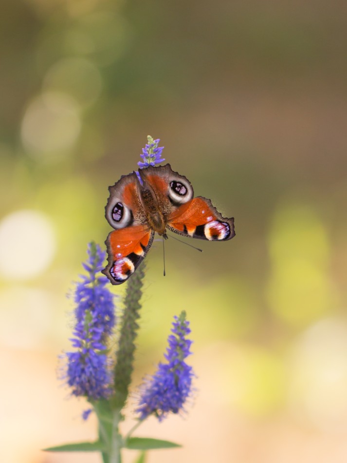 Rusałka pawik. . Zdjęcie 338587