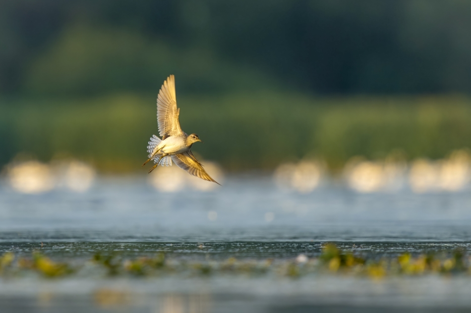 Wieczorne loty.  Brodziec piskliwy (Actitis hypoleucos) Przyroda naszego regionu - Goczałkowice. Sony ILCE-1+Sony SEL200600G FE 200-600mm f/5.6-6.3 G OSS. Przysłona F/6,3-Czas ekspozycji-1/1250 s-ISO-1250; Ogniskowa: 600 mm-  -0.7 exp.. Zdjęcie 333896