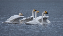 Cygnus cygnus)