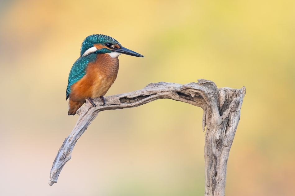 prajzner - Kingfisher. . Zdjęcie 305045