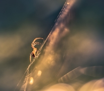 V