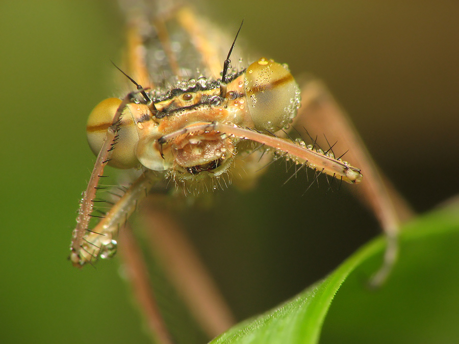 dzafoto - dragon. . Zdjęcie 131230