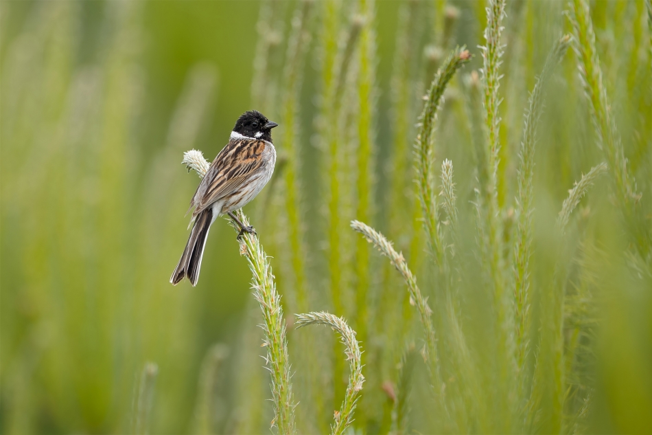 fotodam - W młodniku. Potrzos (Emberiza schoeniclus) Reed Bunting . Zdjęcie 333234