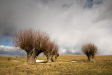 Wierzby.