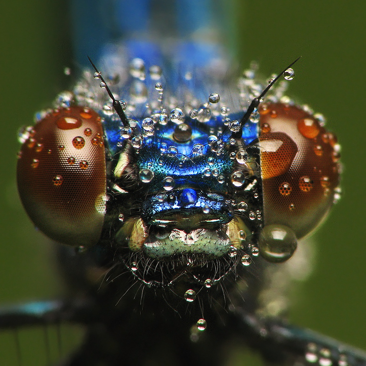 dzafoto - Świtezianka błyszcząca. . Zdjęcie 131586