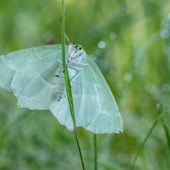 Zieleniak w zieleninie