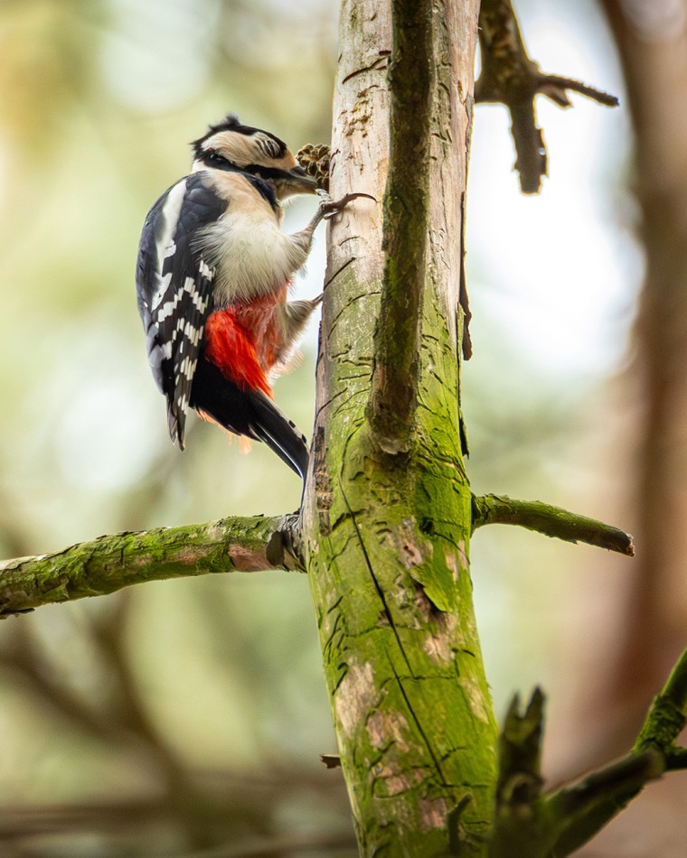 Dzięcioł na gałęzi w lesie.         . Zdjęcie 338966