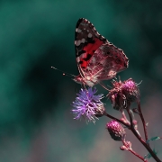 Pan Motyl