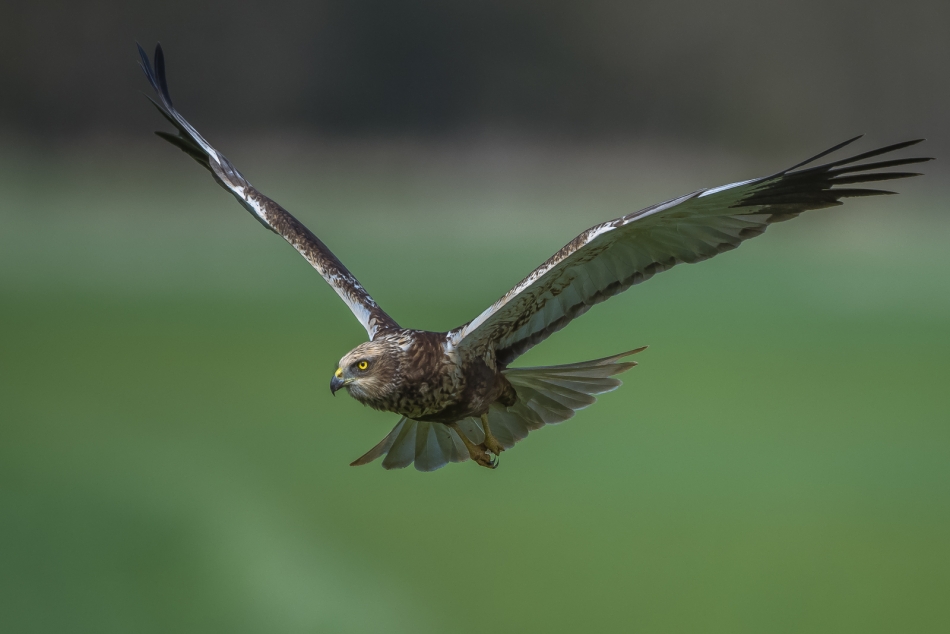 michalbukala - V. . Zdjęcie 336676