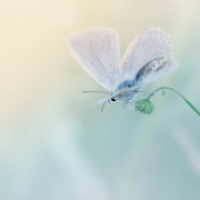 Iiii... hop!