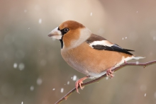 Grubodziób (Coccothraus...