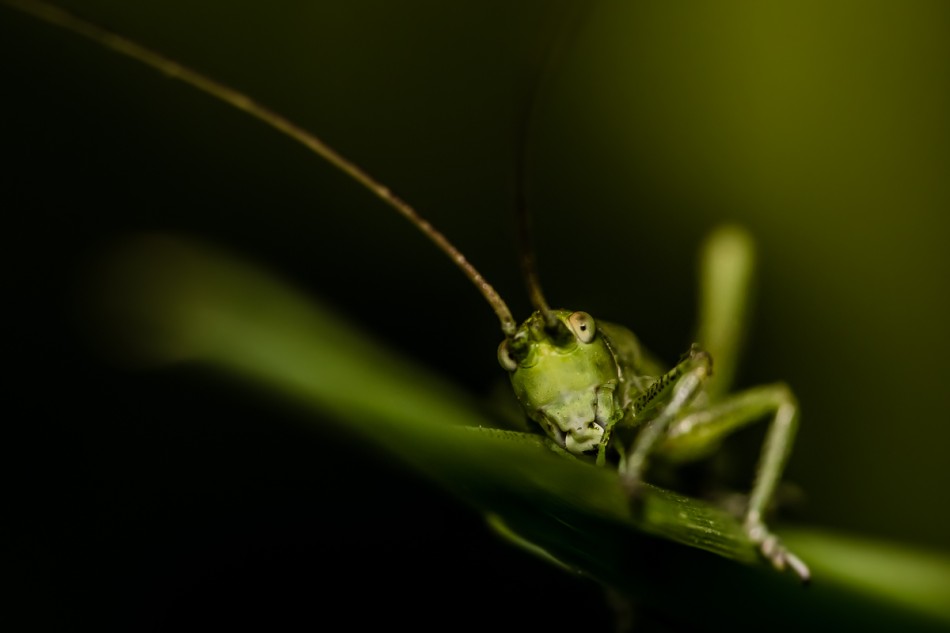 Obcy.... . Zdjęcie 337920