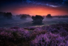 PURPLE MORNING