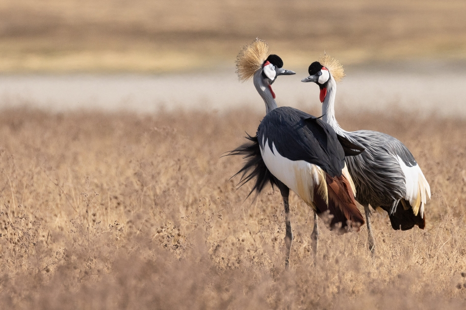 limba3 - Żurawie. . Zdjęcie 336526