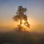 The Oak